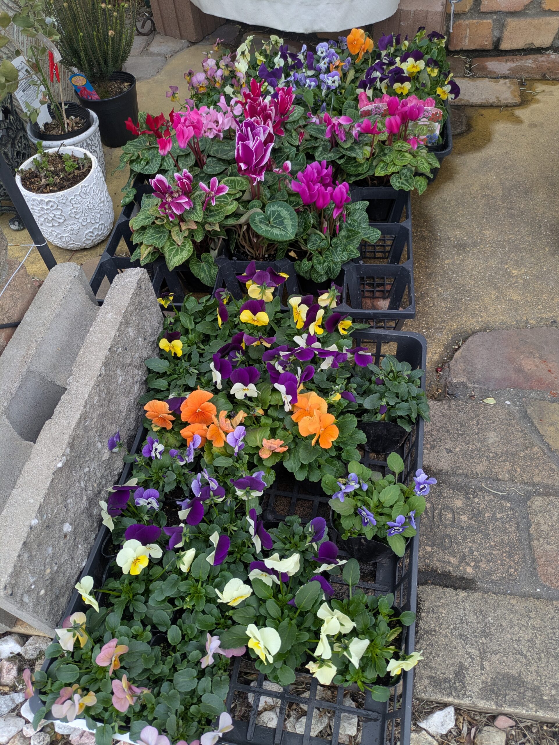 お花植えませんか？（花屋の宣伝w）